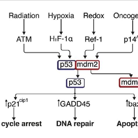 Causes of alterations in TP53 and its response in the cell cycle. | Download Scientific Diagram