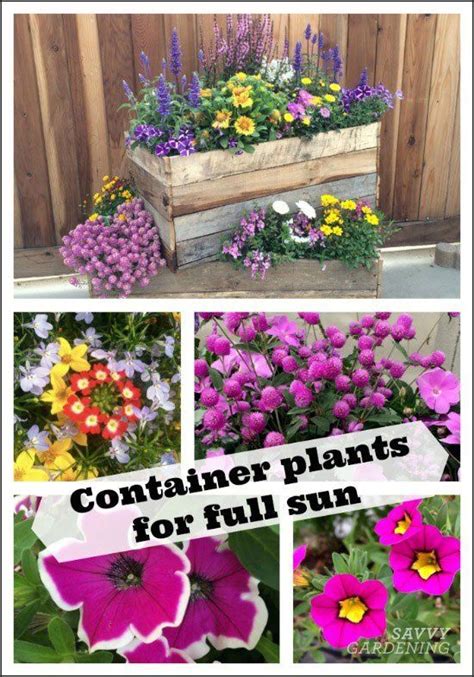 Full Sun Container Plants, Full Sun Plants, Container Gardening Flowers ...