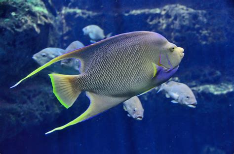 Flukes in Saltwater Fish | Symptoms & How to Treat Flukes