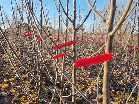 Heirloom fruit tree nursery grounded in organically grown apple trees ...