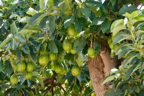 How to Take Care of an Avocado Tree - Garden.eco