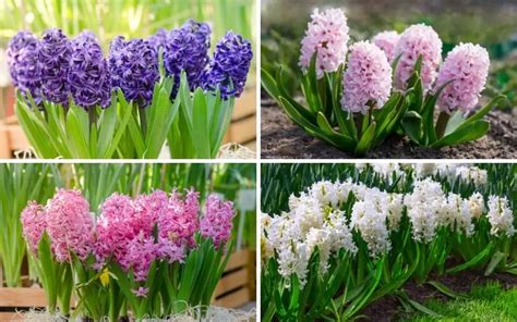 The Different Types of Hyacinth (Plus Care Tips) - Garden Lovers Club