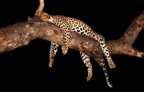 Pix For > Leopard Sleeping In Tree | Leopard, Sleep, Giraffe