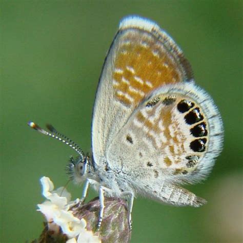 Western Pygmy-Blue - Berry's Butterfly Photos | Butterfly photos, Butterfly, Berries