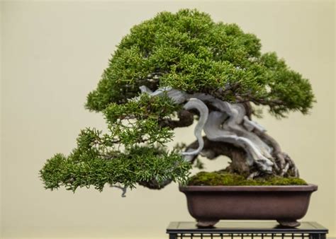 Care guide for the Juniper Bonsai tree (Juniperus) - Bonsai Empire