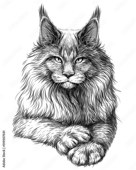 Cat. Graphic, artistic, hand-drawn sketch of a Maine Coon cat on a white background. Stock ...