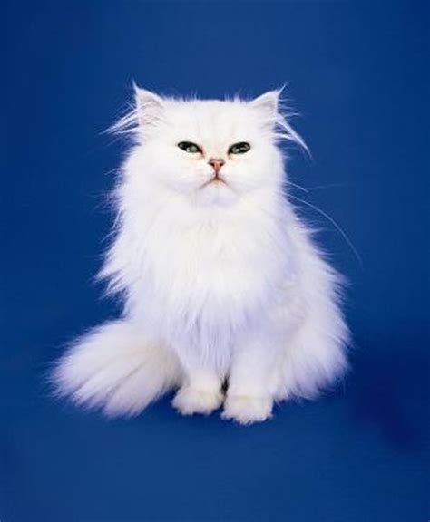 Is It True White Persian Cats With Blue Eyes Are Born Blind? - Pets