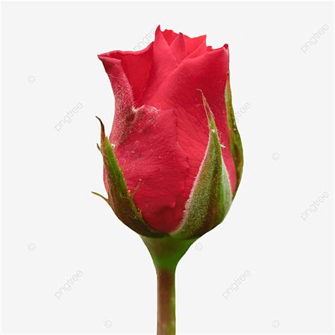 Rose Buds PNG Image, Red Rose Bud On Transparent Background, Aroma, Red Rose, Single PNG Image ...