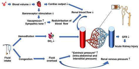 IJMS | Free Full-Text | Norepinephrine and Vasopressin in Hemorrhagic Shock: A Focus on Renal ...