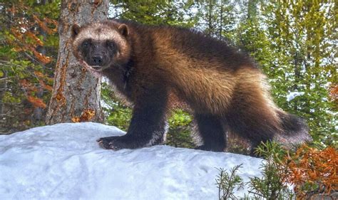 Wolverines threatened to go extinct as climate change melts their homes - US News - News - Daily ...