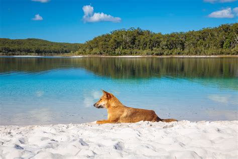 K'gari (Fraser Island) Explorer Day Tour - Nature Coast Australia