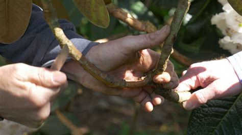 How to propagate a Rhododendron by layering - YouTube