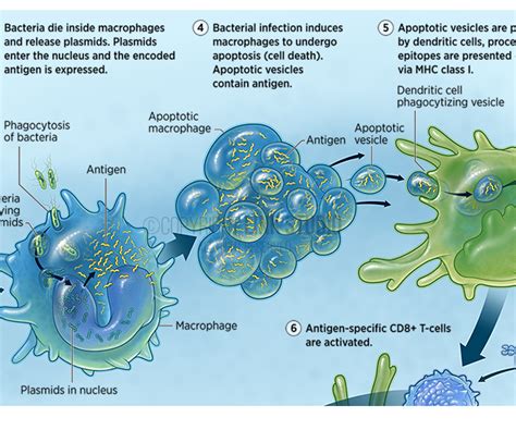 Oral T-cell Immunotherapy - Link Studio