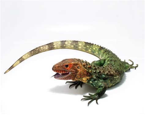 Caiman Lizard Dracaena guianensis Photograph by Nathan Abbott - Fine ...