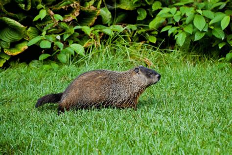 Best Groundhog Repellent Review 2020 - Consumer Guides