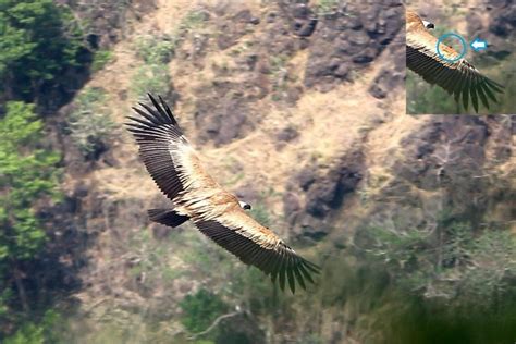 Rare sighting of rescued Himalayan Griffon Vulture thrills Maha bird-lovers - The Statesman