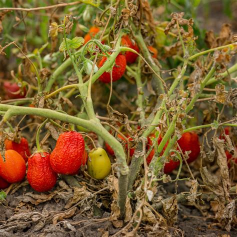 How To Dispose Of Tomato Plants - What To Do When Plants Die!