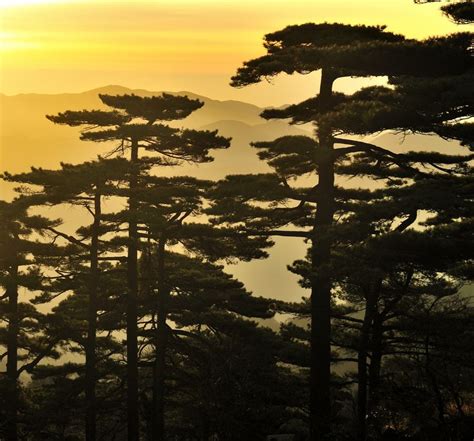 the sun is setting behind some pine trees