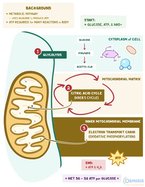 Cellular Respiration Diagram Mitochondria Simple