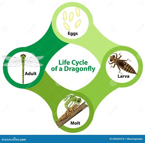 Diagrama Que Muestra El Ciclo De Vida De La Libélula Ilustración del ...