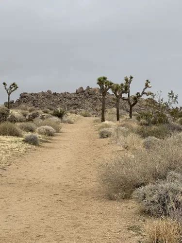 Best Hikes and Trails in Mojave Desert Land Trust | AllTrails