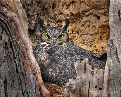 Great Horned Owl Nesting | Trogography