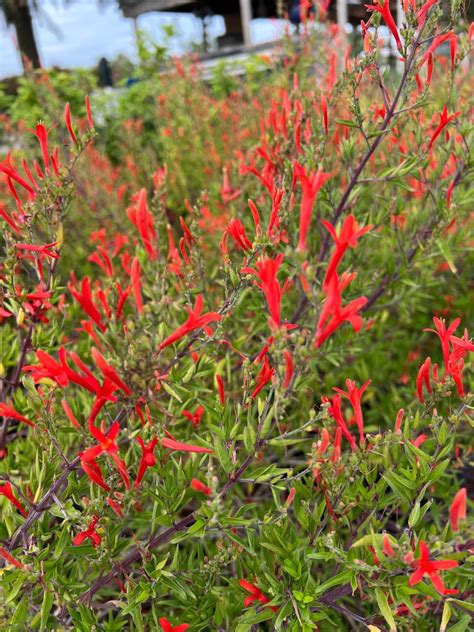 Native Perennials for Central Texas - Backbone Valley Nursery