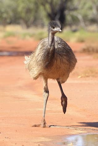 Desert Animals - Deserts Australia