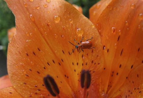 Lily Leaf Beetle from Canada - What's That Bug?