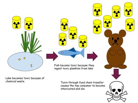 What is the Difference Between Bioaccumulation and Biological ...