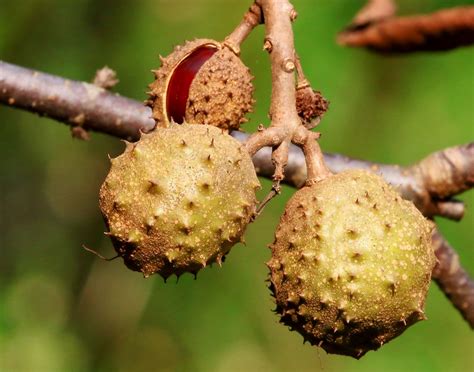 Ohio buckeye nut husks at Lake Meyer Park IA 854A9123 | Flickr