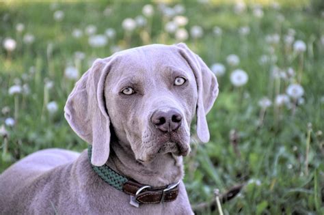 200+ Free Weimaraners & Dog Images - Pixabay