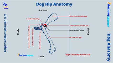 Dog Hip Anatomy - Bones, Muscles, and Vessels » AnatomyLearner >> The Place to Learn Veterinary ...