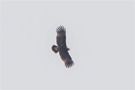 Greater Spotted Eagle – Birds of Singapore