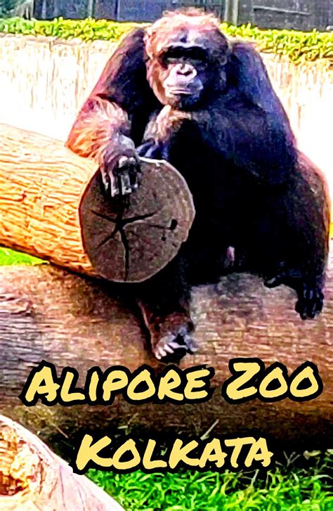 Alipore Zoo or Alipur chiriakhana is in kolkata.So this Zoological Garden is also called as ...