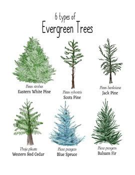 Types Of Evergreen Trees