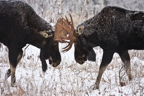 Moose Fighting, Gaspesie National Park Photograph by Nicolas Bradette