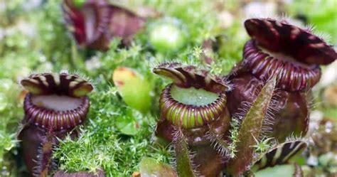 Types Of Carnivorous Plants The Curious Insectivorous