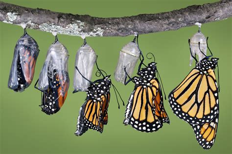 Scientists find where butterflies first evolved, butterfly - okgo.net