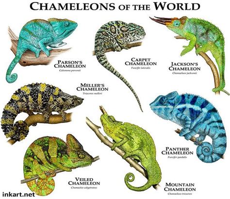 Helpful guide to identifying common Chameleons : Chameleons