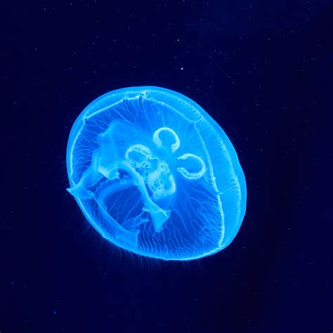 Blue Jellyfish · Free Stock Photo