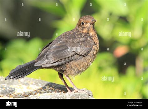 Female Blackbird (Turdus merula Stock Photo - Alamy