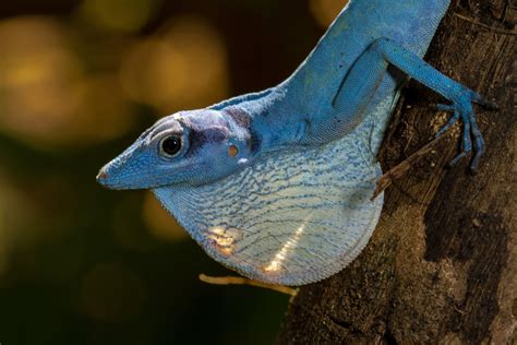 10 Fascinating Anoles You May Have Never Seen Before!