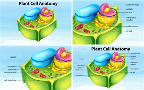 10+ Vacuole Diagram Cartoon Stock Photos, Pictures & Royalty-Free Images - iStock