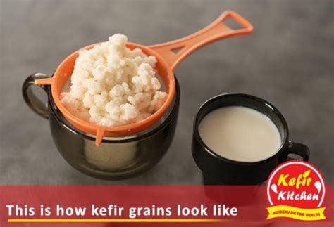 What are Kefir Grains? - What are Kefir Grains Made of - Kefir Kitchen