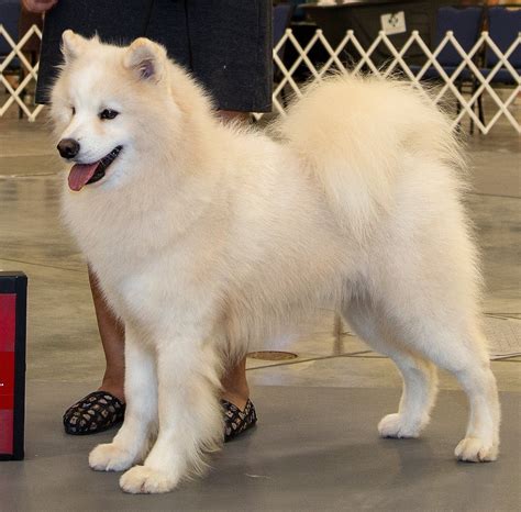 In a month, I've made some improvements doing a show groom on my Samoyed : r/doggrooming