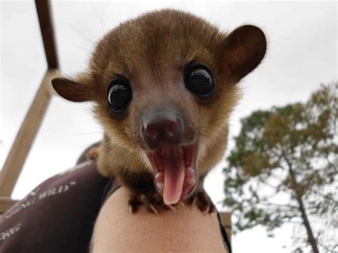 Have you guys heard of a Kinkajou? Because they're awesome and this one ...