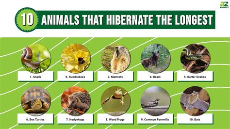 Animals That Go Into Hibernation