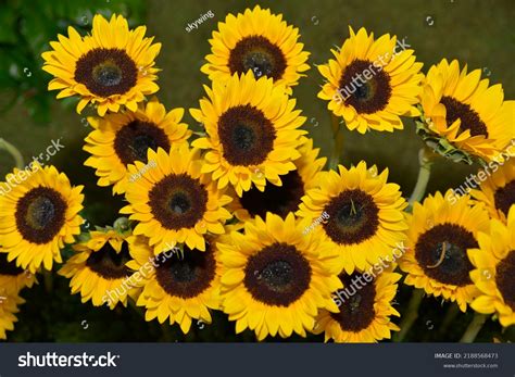 Yellow Sunflowerbackground Natural Sunflower Background Beautiful Stock ...