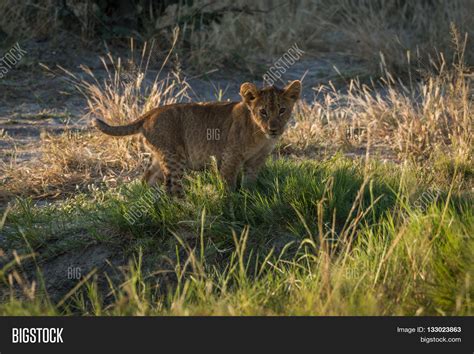 Lion Cub Grass Staring Image & Photo (Free Trial) | Bigstock